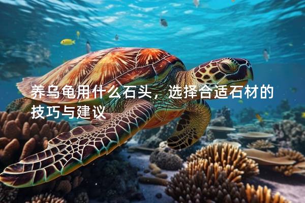 養烏龜用什么石頭，選擇合適石材的技巧與建議